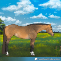 Horse Color:Buckskin 