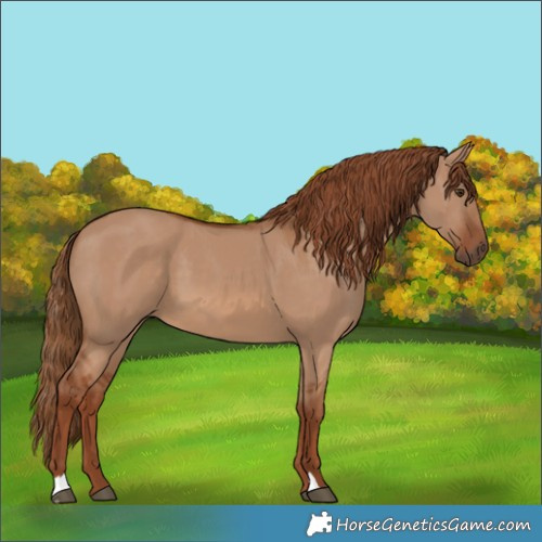 Horse Color:Red Dun
