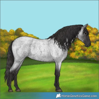 Horse Color:Smoky Blue Roan 