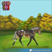 Horse Color:White Spotted Silver Buckskin 