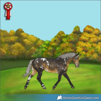 Horse Color:White Spotted Silver Buckskin 