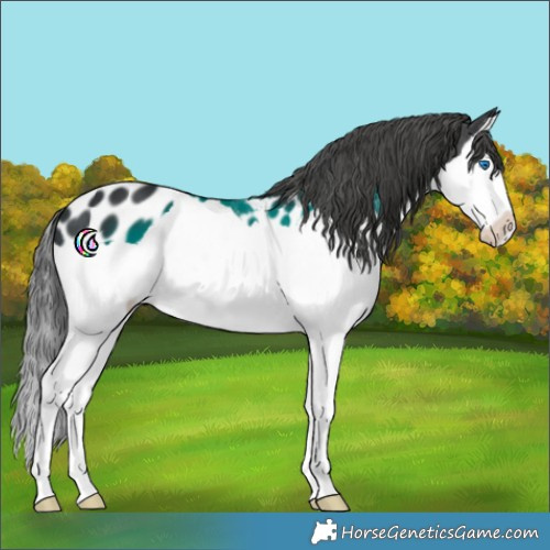 Horse Color:Black Splash Appaloosa 
