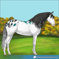Horse Color:Black Splash Appaloosa 