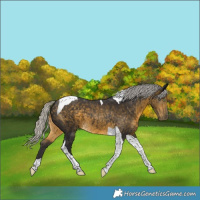 Horse Color:Silver Buckskin Tobiano 