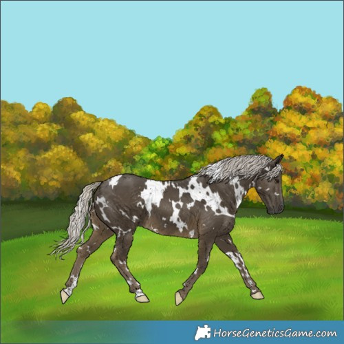 Horse Color:White Spotted Silver Smoky Black 