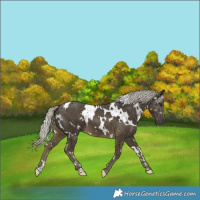 Horse Color:White Spotted Silver Smoky Black 