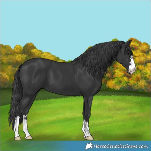 Horse Color:Black 