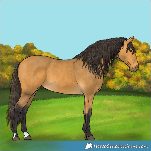 Horse Color:Buckskin