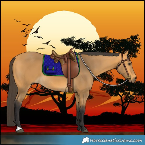 Horse Color:Buckskin 
