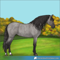 Horse Color:Smoky Grullo Roan 