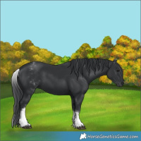 Horse Color:White Spotted Black 