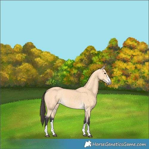 Horse Color:Buckskin 