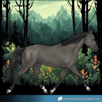 Horse Color:Grullo 
