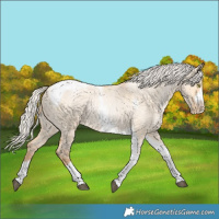 Horse Color:Silver Bay Roan Pearl Dun Tobiano Frame 