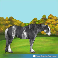 Horse Color:White Spotted Black