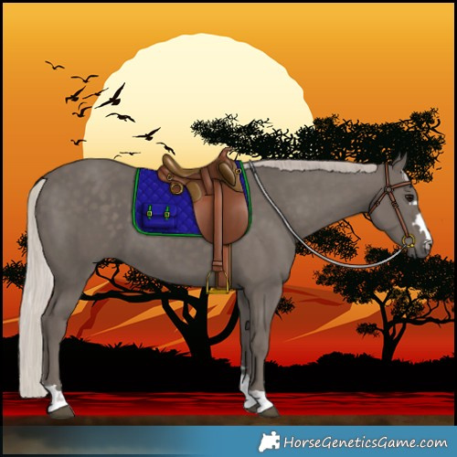 Horse Color:Silver Black 