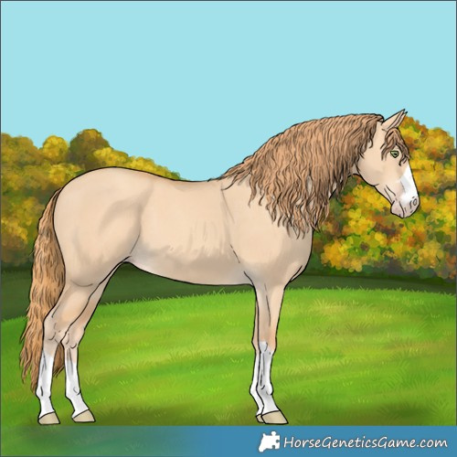Horse Color:Gold Champagne Dun 