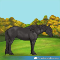 Horse Color:Smoky Black