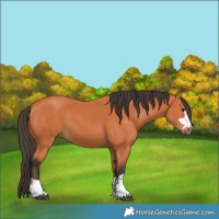 Horse Color:Bay 