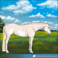 Horse Color:Perlino Frame 