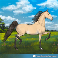 Horse Color:Buckskin 