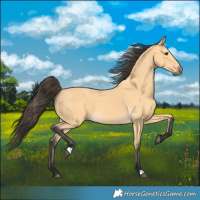 Horse Color:Buckskin 
