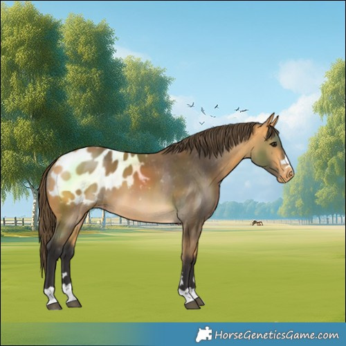 Horse Color:Buckskin Blanket 