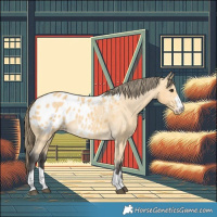 Horse Color:Buckskin Blanket 
