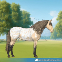 Horse Color:Buckskin Appaloosa 