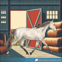 Horse Color:Buckskin Roan Appaloosa 