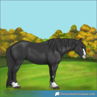 Horse Color:Black 