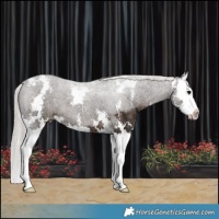 Horse Color:Silver Black Ice Sabino Splash 