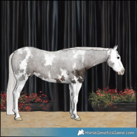 Horse Color:Silver Black Ice Sabino Splash 