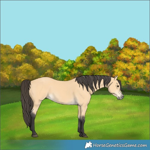 Horse Color:Buckskin 
