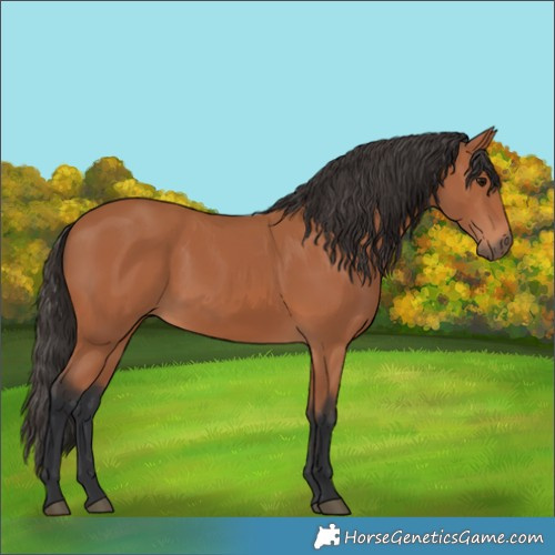Horse Color:Bay 