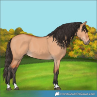 Horse Color:Bay Dun 