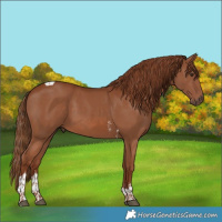 Horse Color:Chestnut Sabino Tobiano