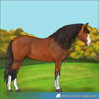 Horse Color:Bay 