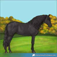 Horse Color:Smoky Black 