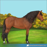 Horse Color:Bay 