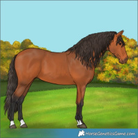 Horse Color:Bay 