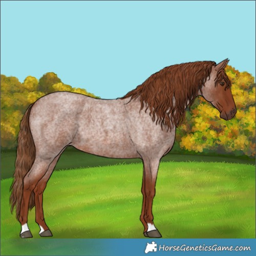Horse Color:Red Roan 