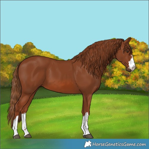 Horse Color:Chestnut 