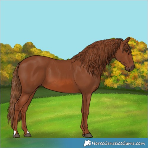 Horse Color:Chestnut 