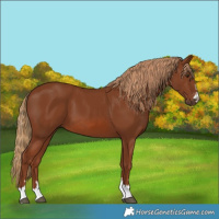 Horse Color:Chestnut 