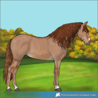 Horse Color:Red Dun 