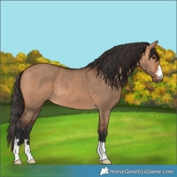 Horse Color:Bay Dun