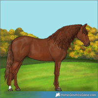 Horse Color:Chestnut 