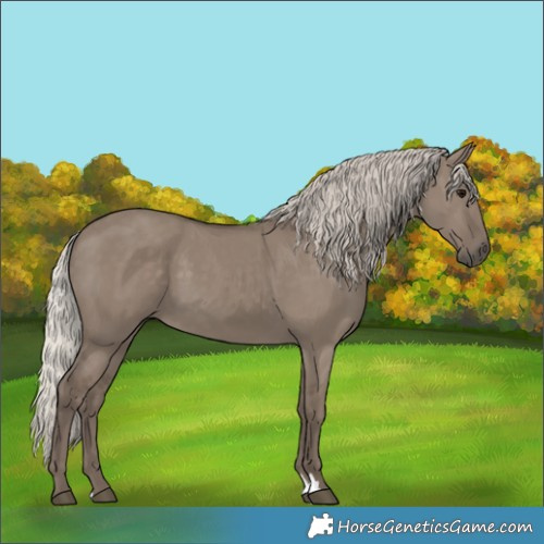 Horse Color:Silver Grullo 