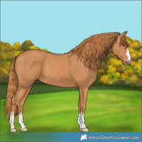 Horse Color:Chestnut 